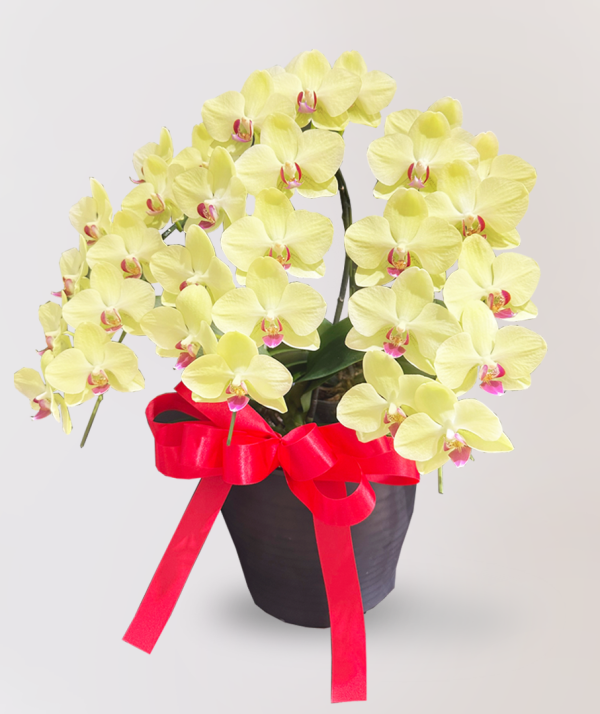 蘭花　台北花店　LIMORA　代客送花