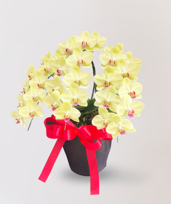 [中花] Salzman<br>3梗｜黃色蝴蝶蘭<br>花朵外觀清爽迷人：圖片 2