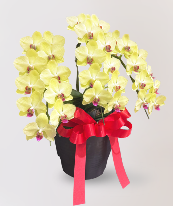 蘭花　台北花店　LIMORA　代客送花