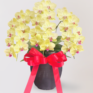 蘭花　台北花店　LIMORA　代客送花