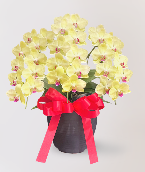 蘭花　台北花店　LIMORA　代客送花