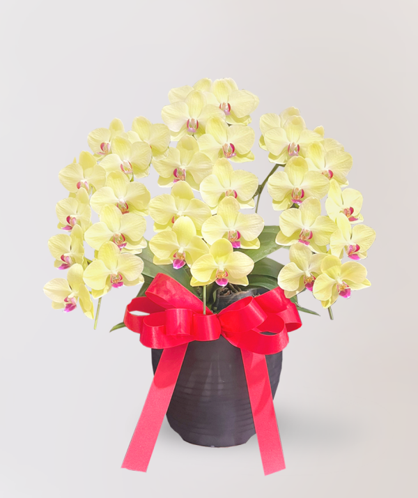 [中花] Salzman<br>3梗｜黃色蝴蝶蘭<br>花朵外觀清爽迷人