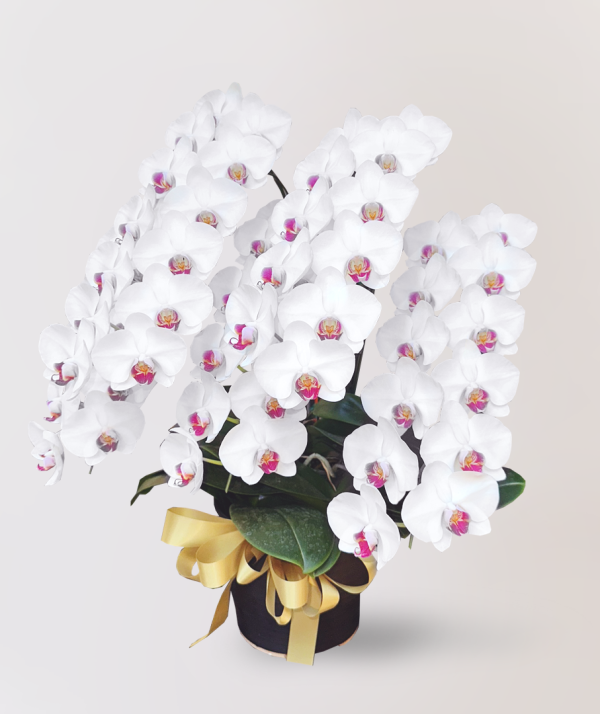 [中花] Taian<br>5梗｜白花紅心蝴蝶蘭<br>花朵外高貴優雅：圖片 2