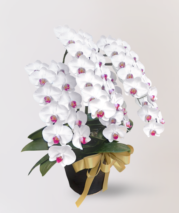 [中花] Taian<br>5梗｜白花紅心蝴蝶蘭<br>花朵外高貴優雅：圖片 3