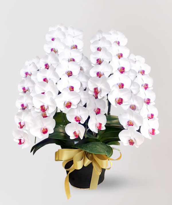 [中花] Taian<br>5梗｜白花紅心蝴蝶蘭<br>花朵外高貴優雅