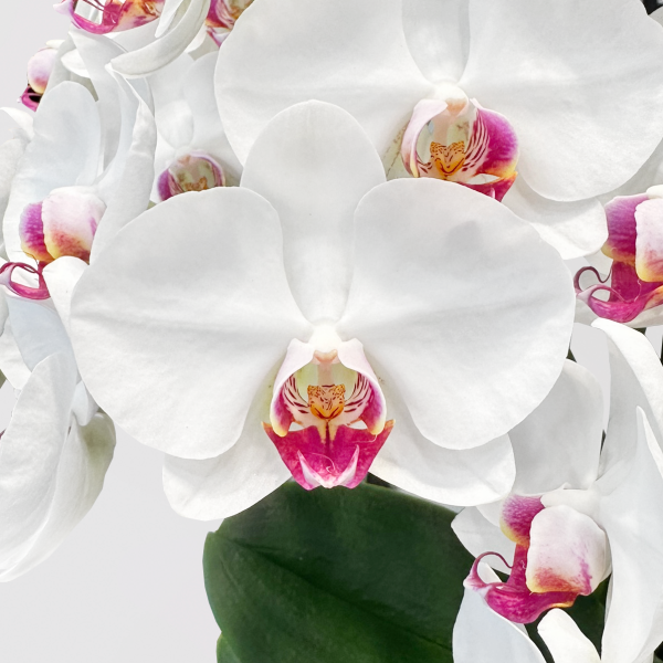 [中花] Taian<br>5梗｜白花紅心蝴蝶蘭<br>花朵外高貴優雅：圖片 4