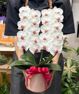 蘭花挑選方法 花苞7成開花 蘭花品質判斷