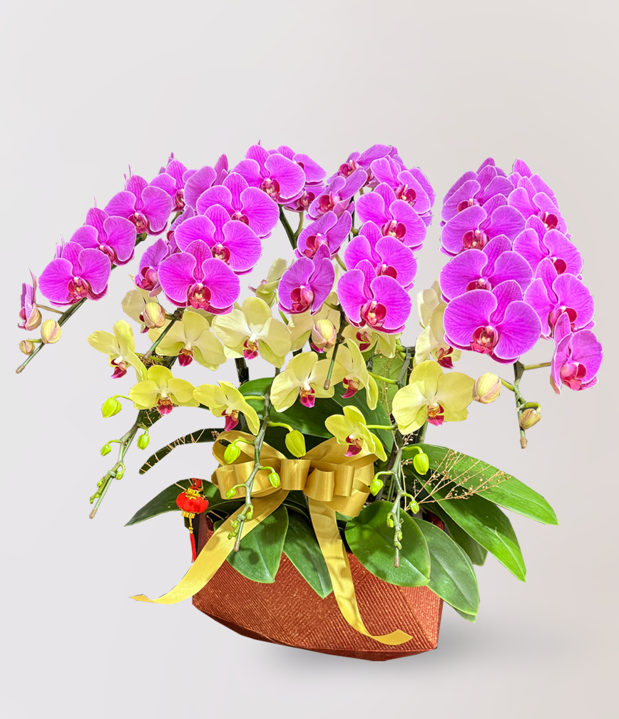 蘭花 台北花店 LIMORA 新年預購 新年