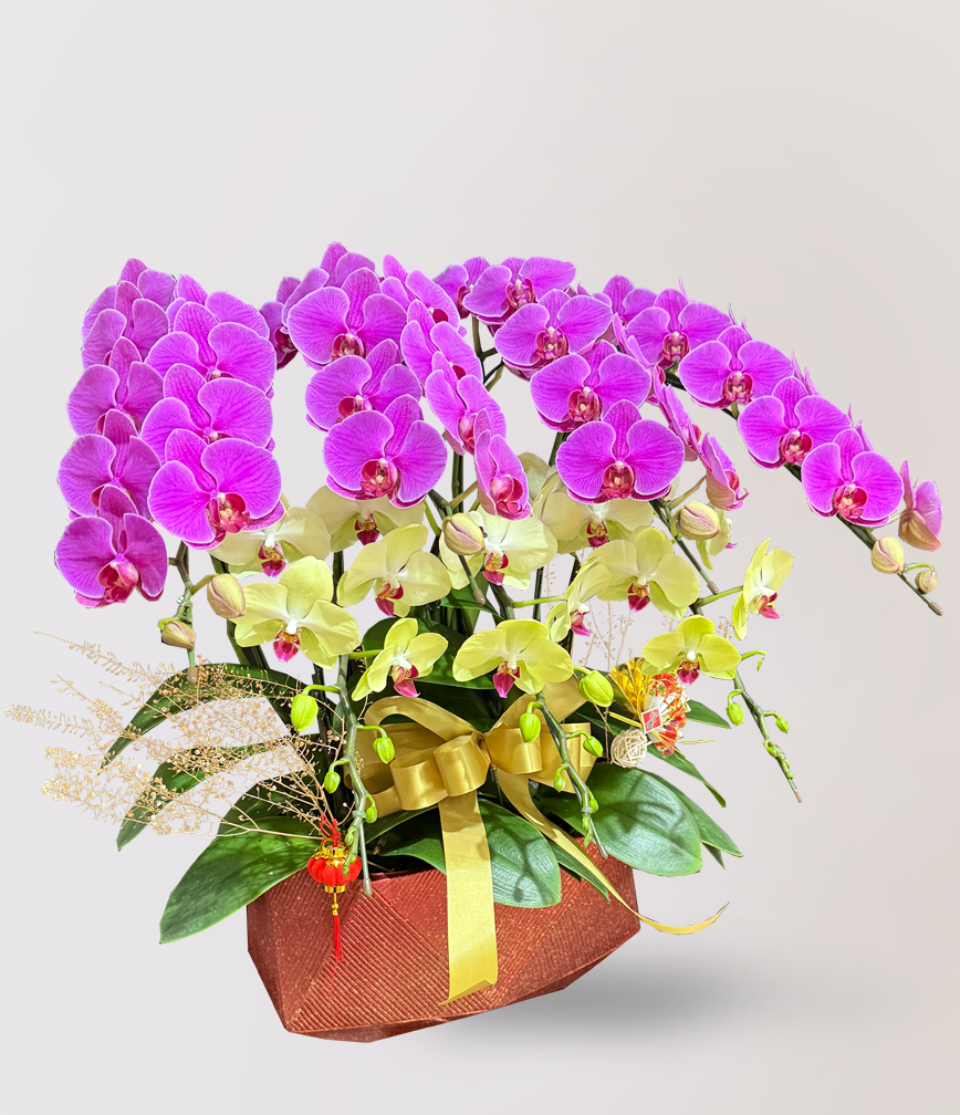 蘭花 台北花店 LIMORA 新年預購 新年