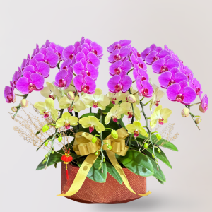 蘭花 台北花店 LIMORA 新年預購 新年