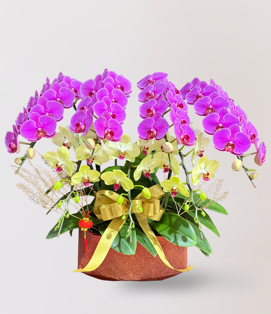 蘭花 台北花店 LIMORA 新年預購 新年