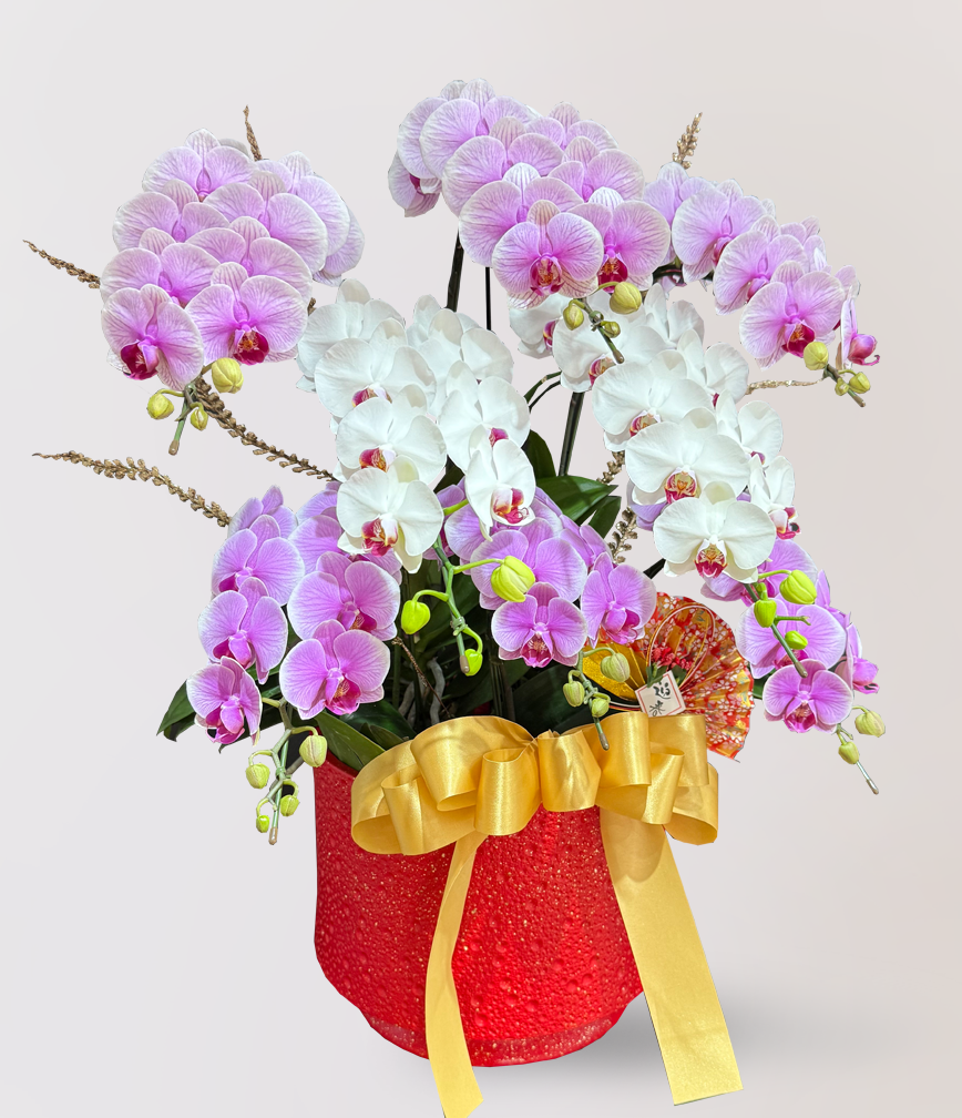 蘭花 台北花店 LIMORA 新年預購 新年