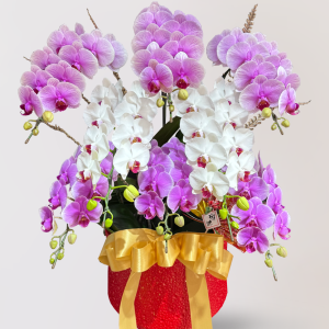 新春蘭花送禮推薦台北，Limora Orchid 花店