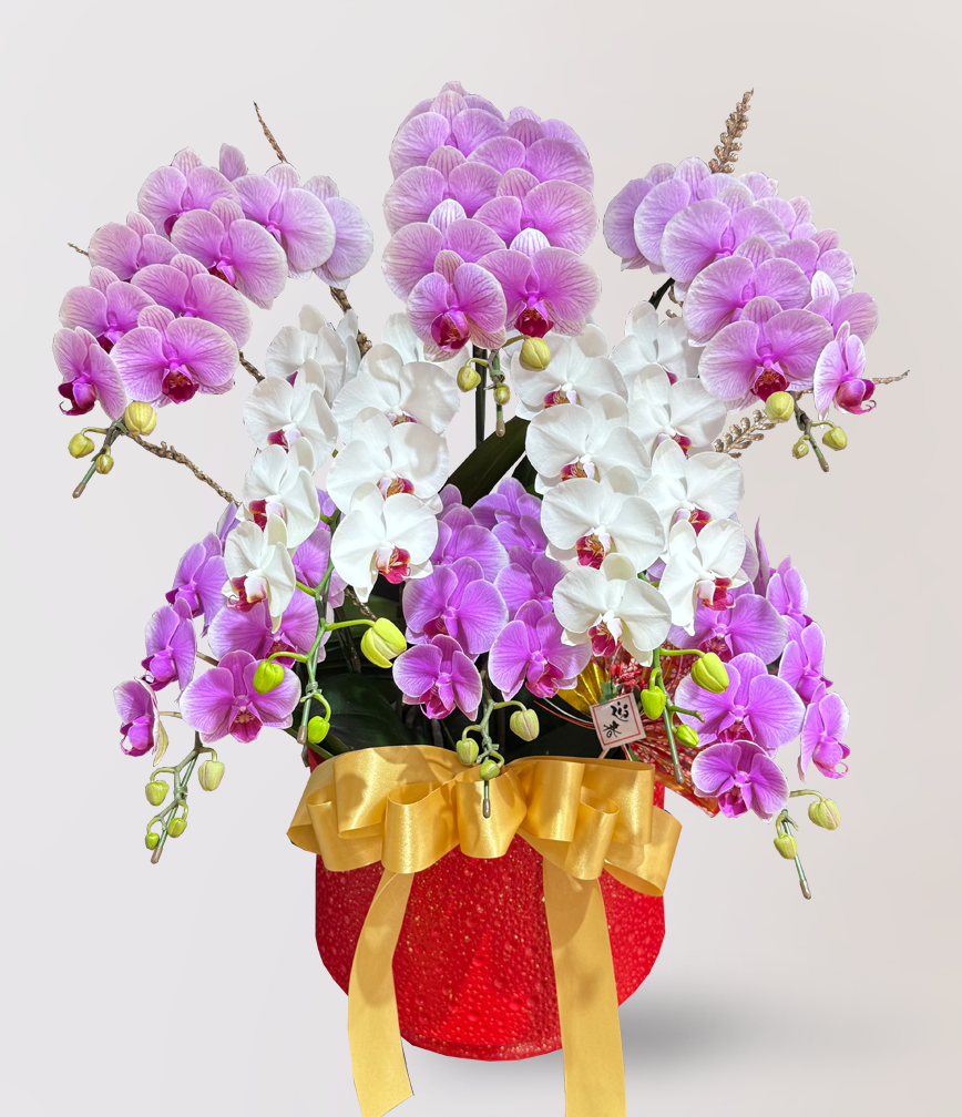 新春蘭花送禮推薦台北，Limora Orchid 花店