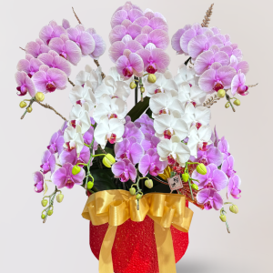 蘭花 台北花店 LIMORA 新年預購 新年