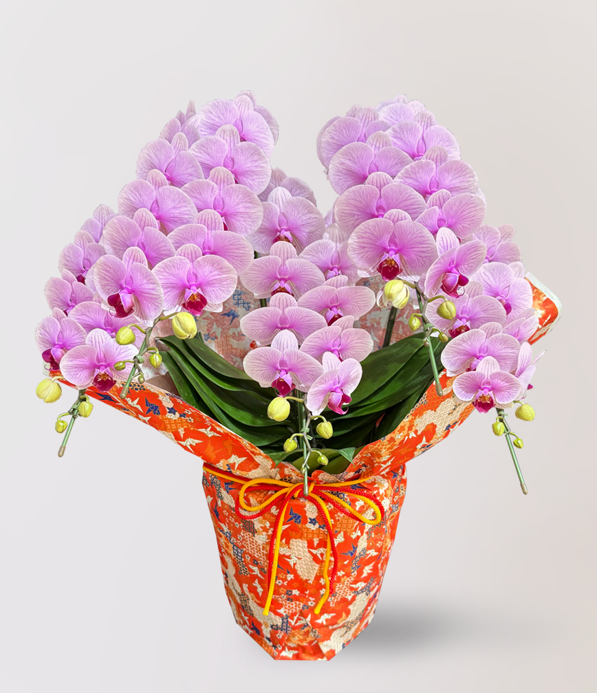 新春過年蘭花送禮首選，Limora Orchid 台北