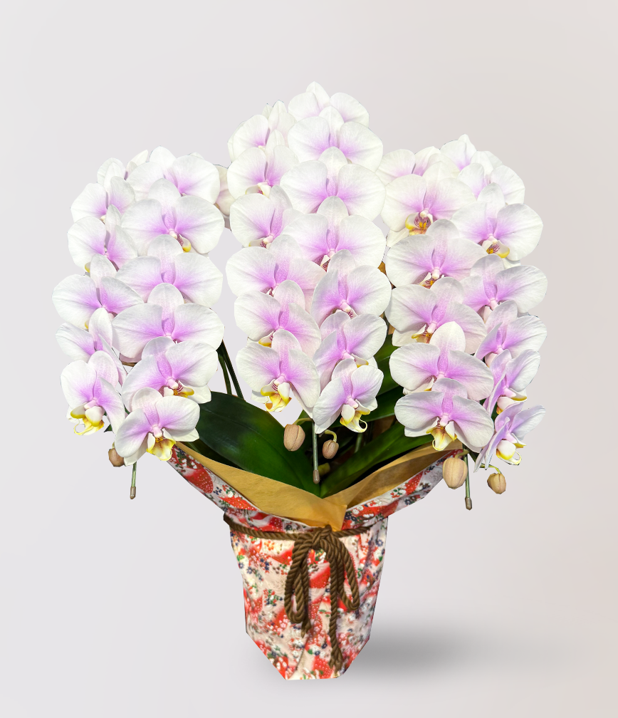 台北過年蘭花盆訂購，Limora Orchid 代客代送