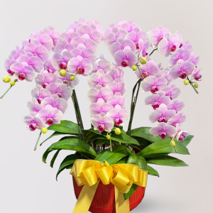 蘭花 台北花店 LIMORA apollo