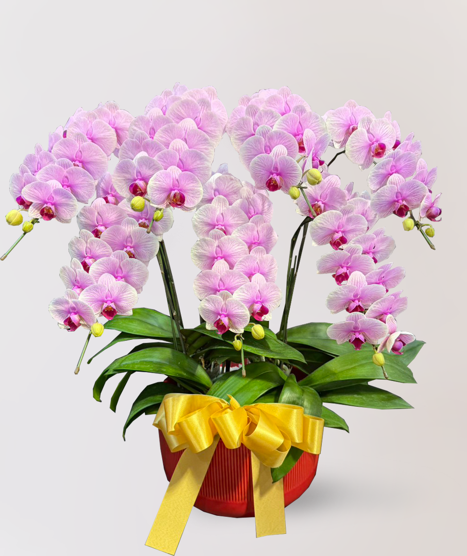 蘭花 台北花店 LIMORA apollo