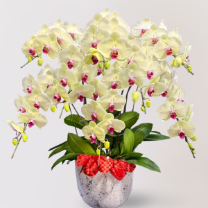 蘭花 台北花店 LIMORA