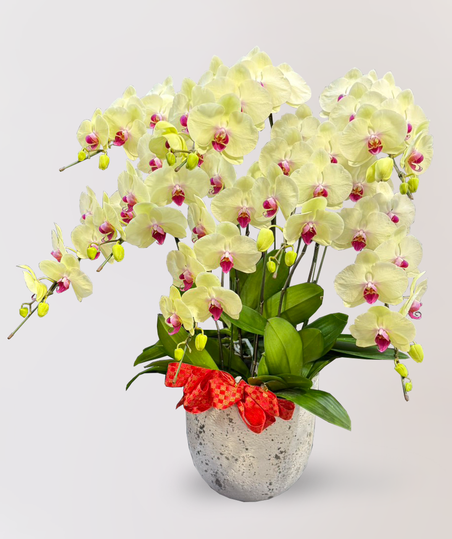 蘭花 台北花店 LIMORA