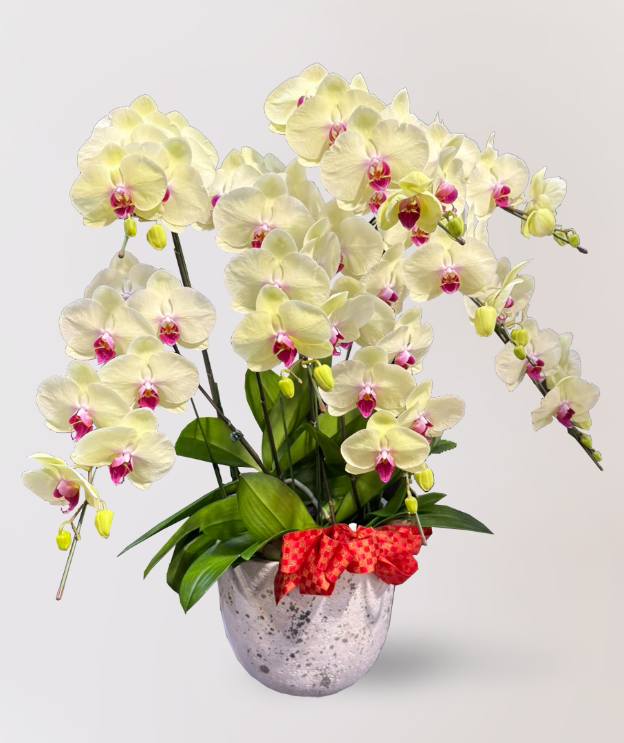 蘭花 台北花店 LIMORA