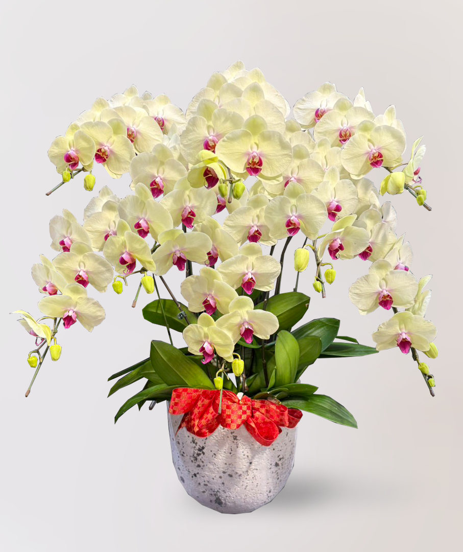 蘭花 台北花店 LIMORA