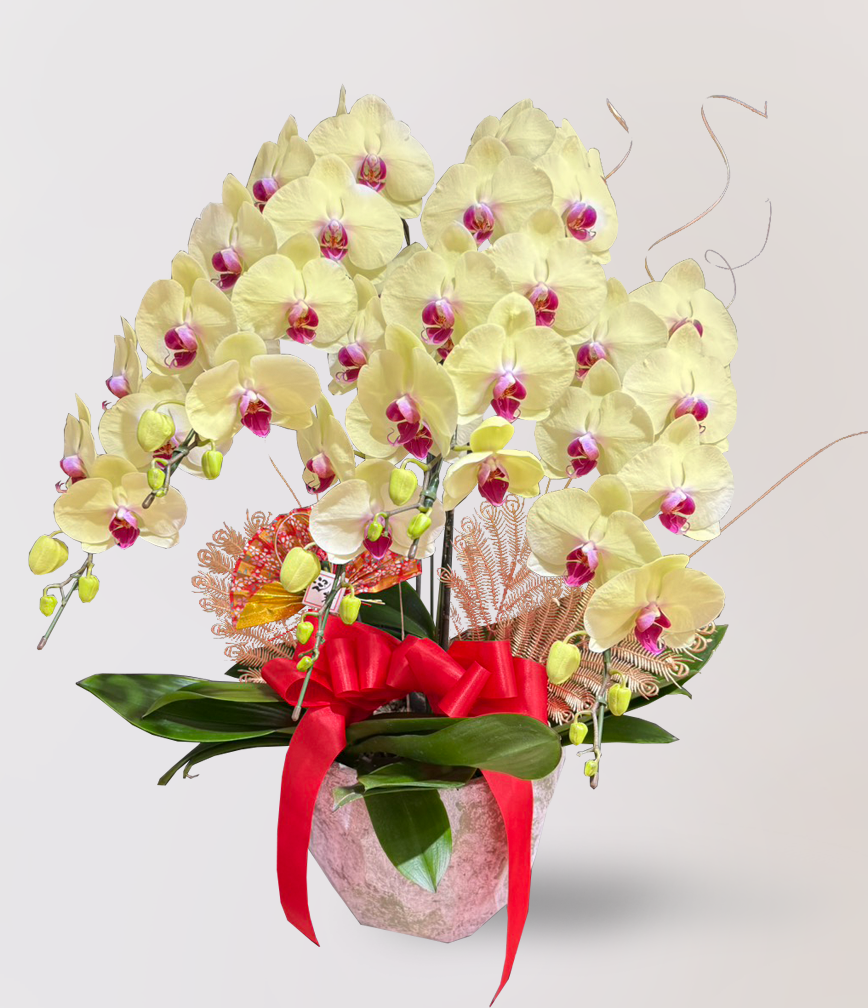 蘭花 台北花店 LIMORA 新年預購 新年