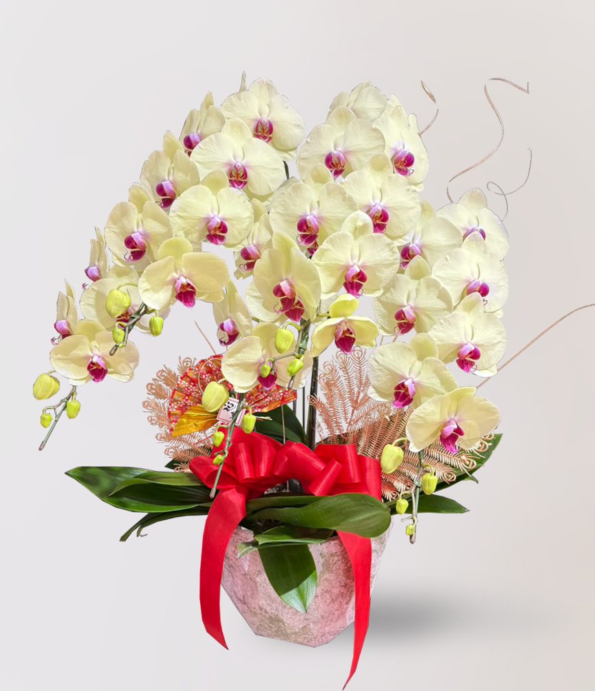 蘭花 台北花店 LIMORA 新年預購 新年