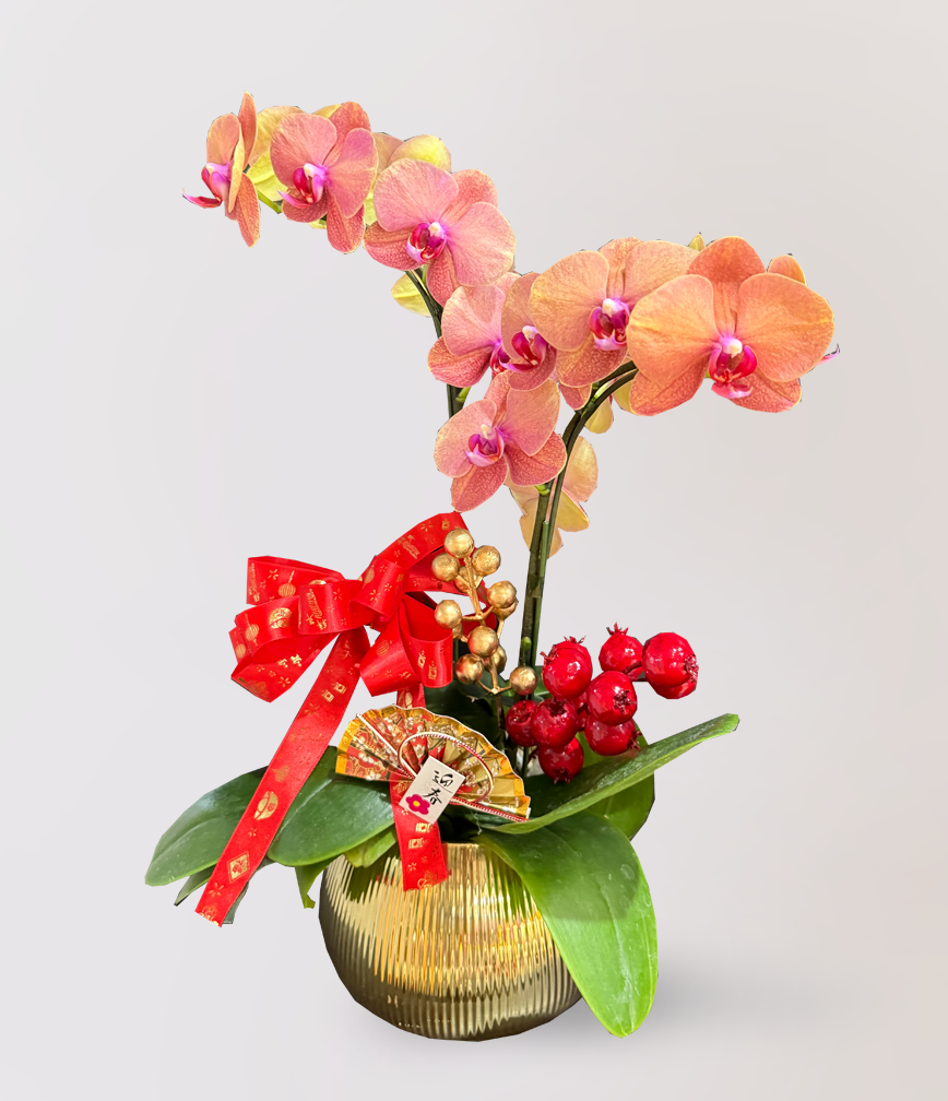 蘭花 台北花店 LIMORA 新年預購 新年