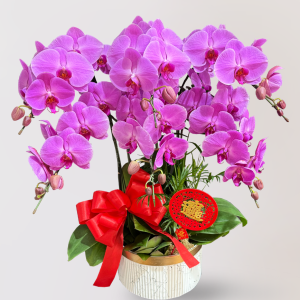 新春過年蘭花送禮首選,Limora Orchid 台北