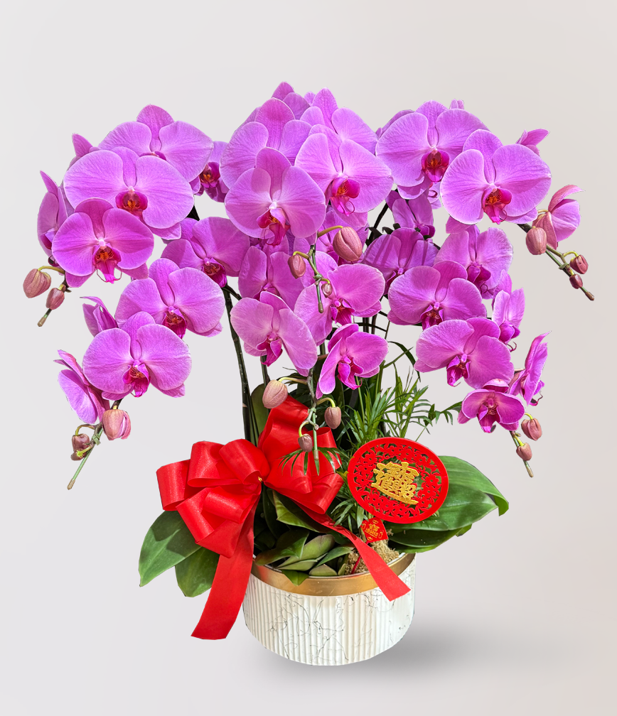 新春過年蘭花送禮首選，Limora Orchid 台北