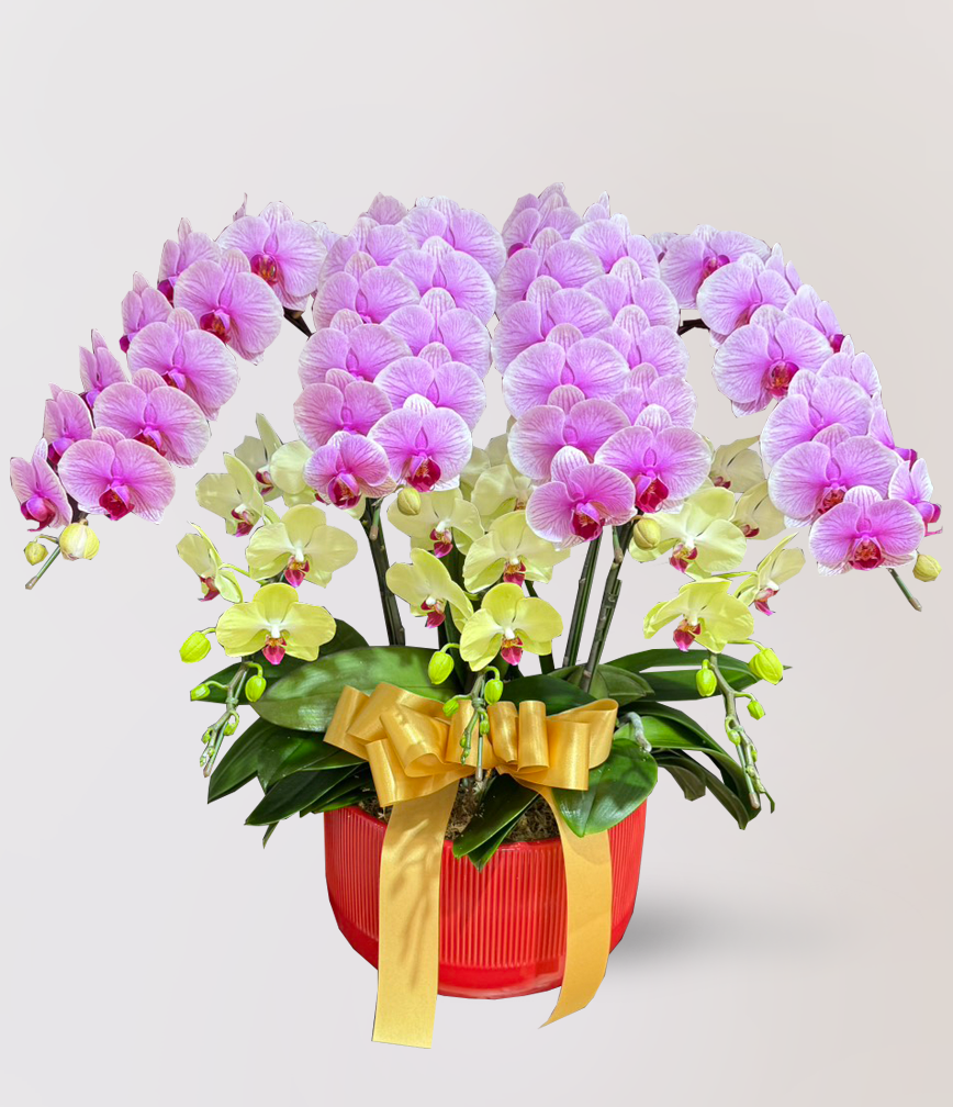 新春過年蘭花送禮首選，Limora Orchid 台北