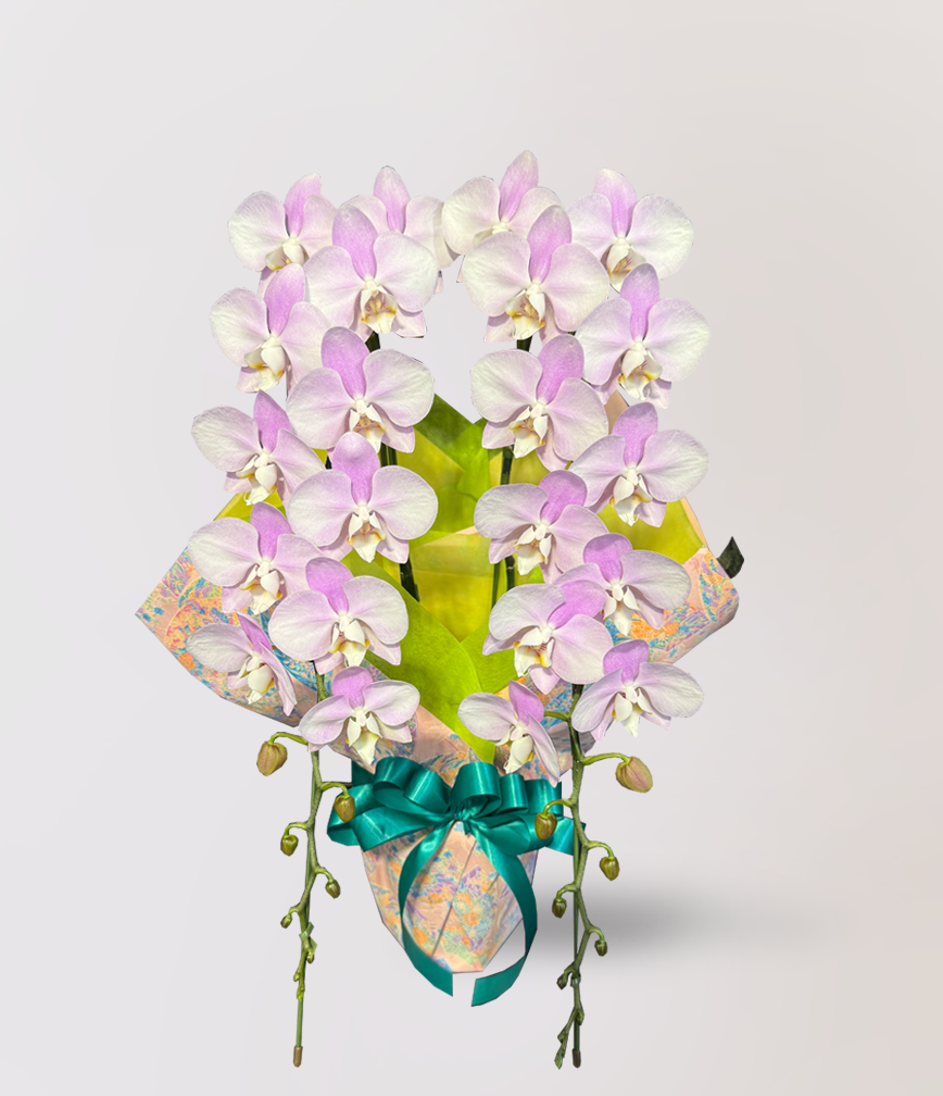 台北過年蘭花盆訂購，Limora Orchid 代客代送