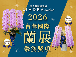 2026台灣國際蘭展得獎蝴蝶蘭 LIMORA orchid