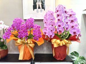 台北蘭花價格行情 蘭花花朵輪數比較 蘭花花盆