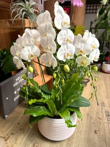 居家蘭花推薦 中輪蘭花 小型蘭花