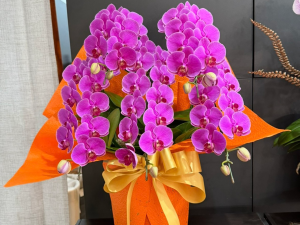 台北蘭花 蝴蝶蘭怎麼選?送禮挑選指南