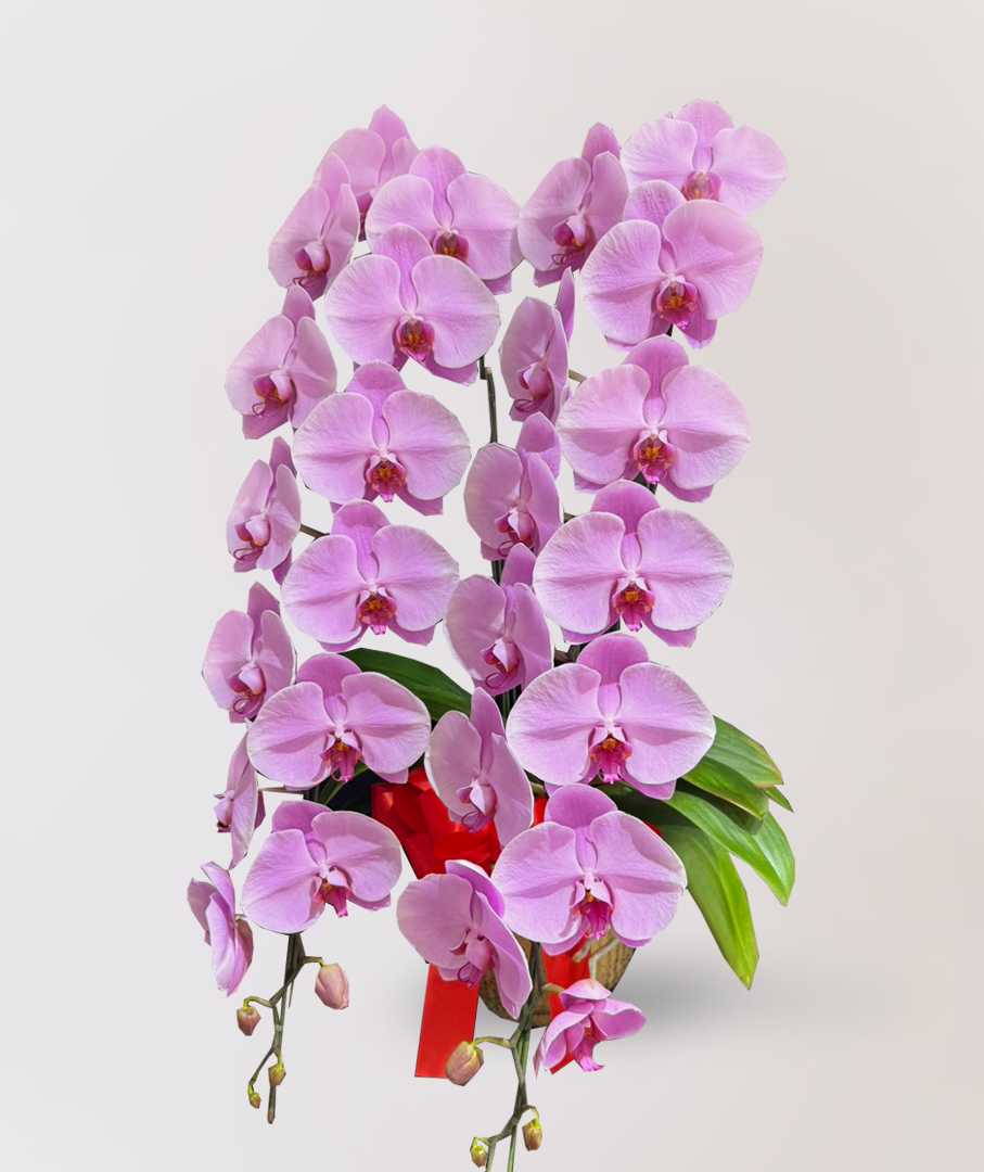 台北花店 LIMORA蘭花 粉色大朵蝴蝶蘭 花朵外觀氣派壯美