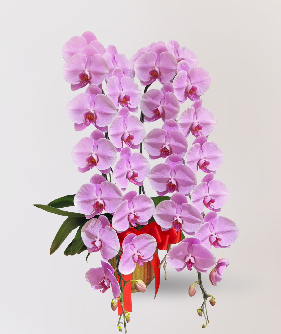 台北花店 LIMORA蘭花 粉色大朵蝴蝶蘭 花朵外觀氣派壯美