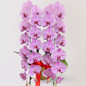 台北花店 LIMORA蘭花 粉色大朵蝴蝶蘭 花朵外觀氣派壯美