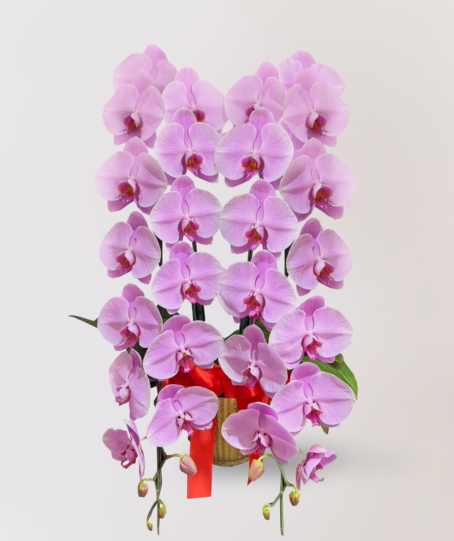 台北花店 LIMORA蘭花 粉色大朵蝴蝶蘭 花朵外觀氣派壯美